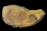 Ogygiocarella Trilobite Fossil - Wales, Great Britain #144814-1